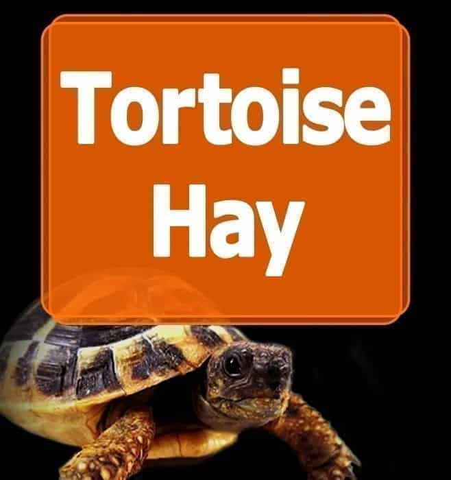 Tortoise Hay Bedding Shirley Aquatics
