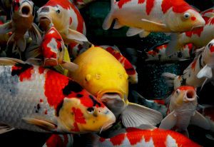 Buttercup is our yamabuki ogon koi. She used to be the biggest but now Florence, our Chagoi, has overtaken her!