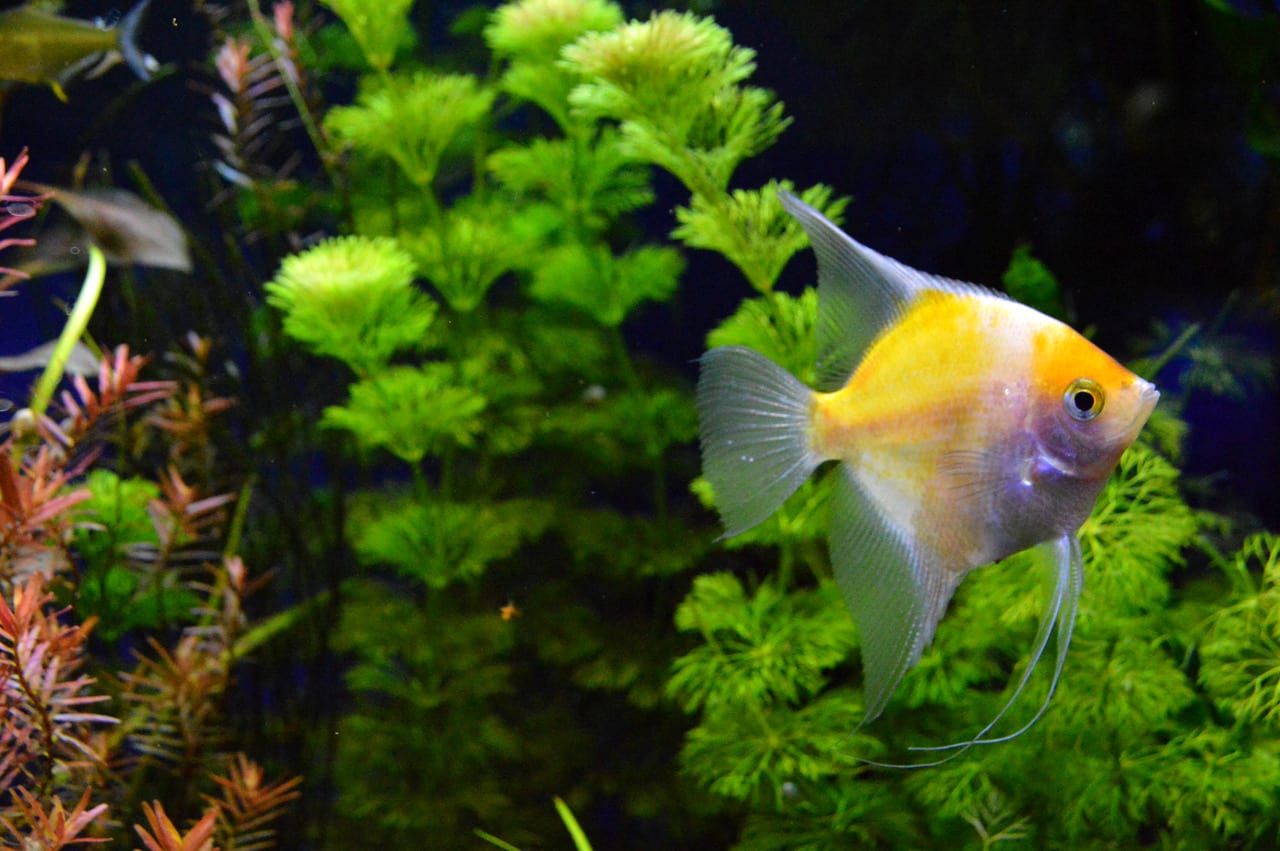 tropical fish tank shirley aquatics
