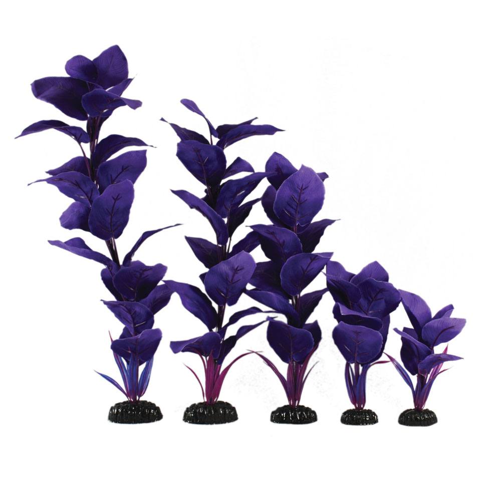 Corymbosa Blue Silk Plant