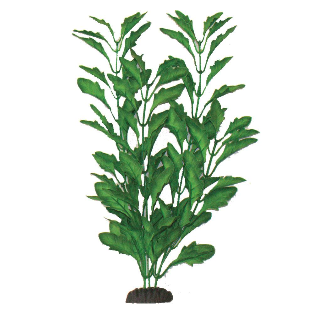 Polysperma Green Silk Plant