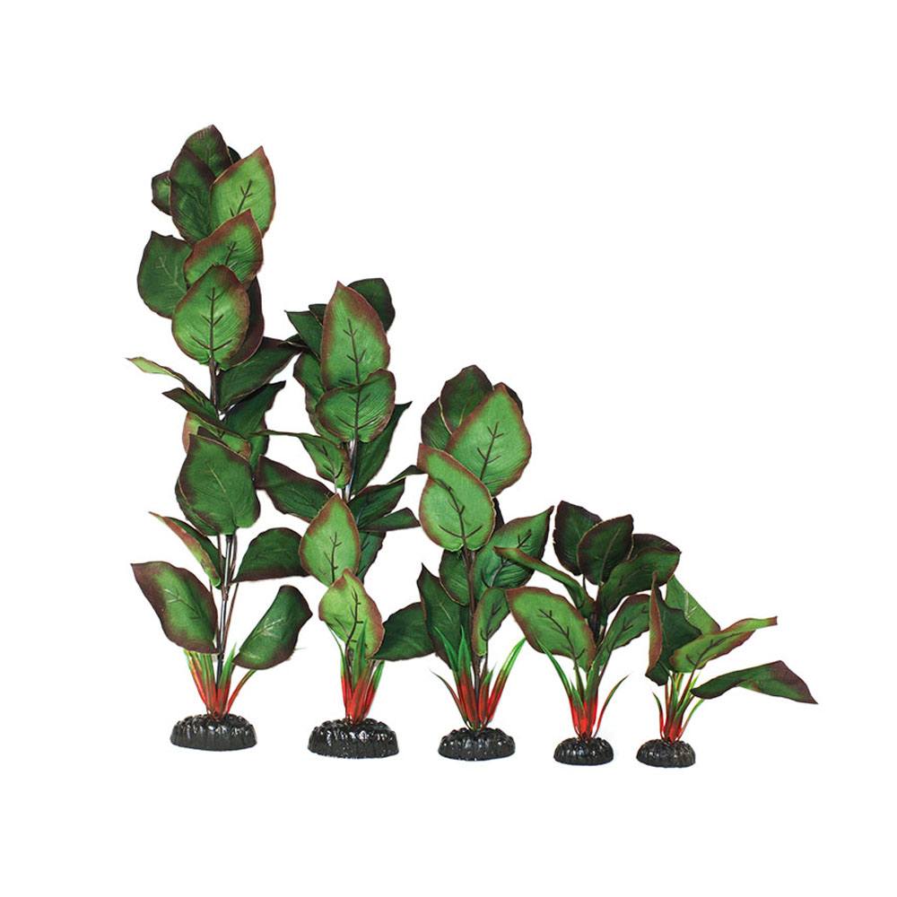 Cryptocorne Green/Red Silk Plant