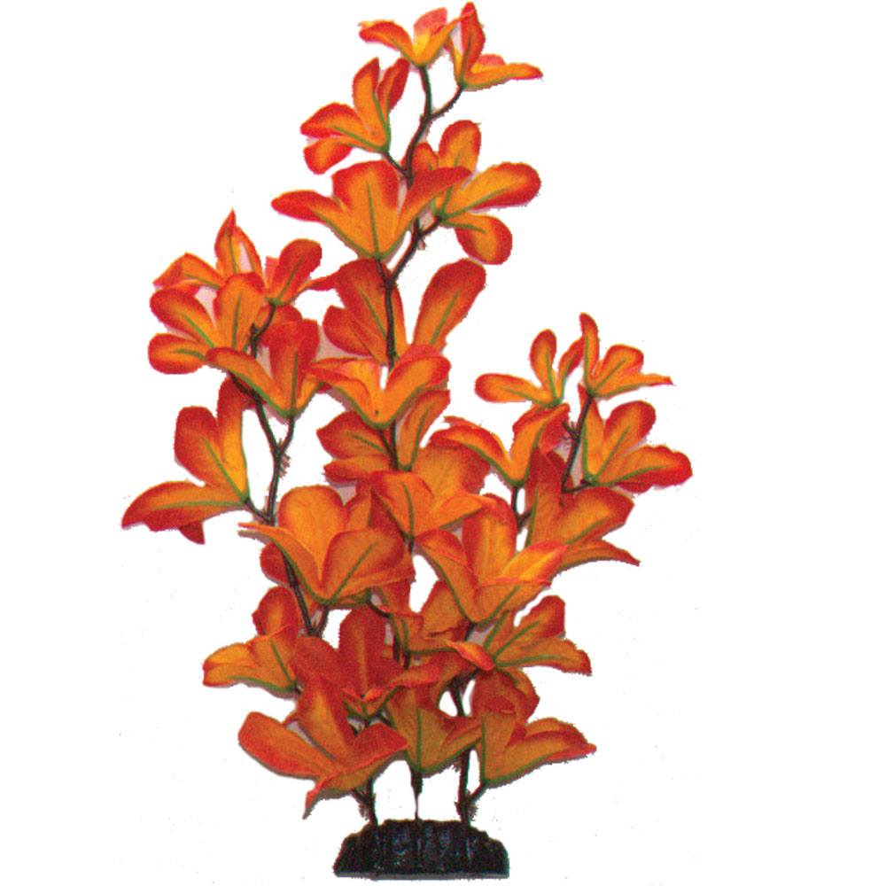 Sunset Macandra Silk Plant