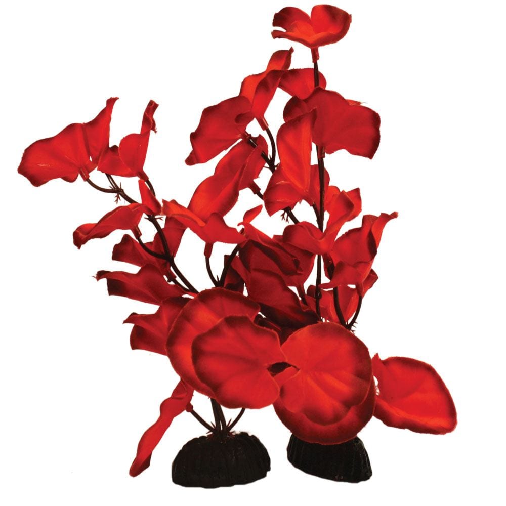 Lily Red Silk Plant