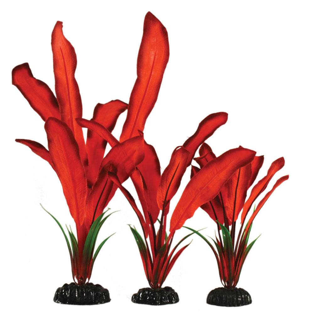 Red Bleheri Silk Plant