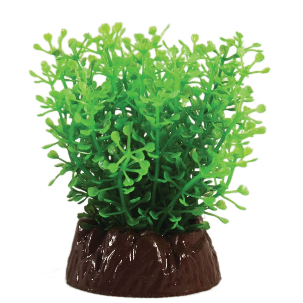 Rotala Compact Plant 10cm