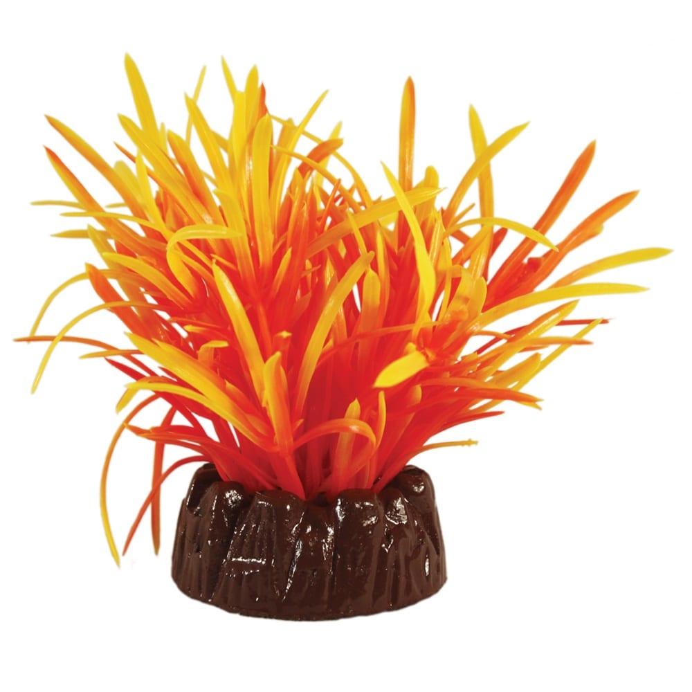 Echinodorus Orange Plant 10cm