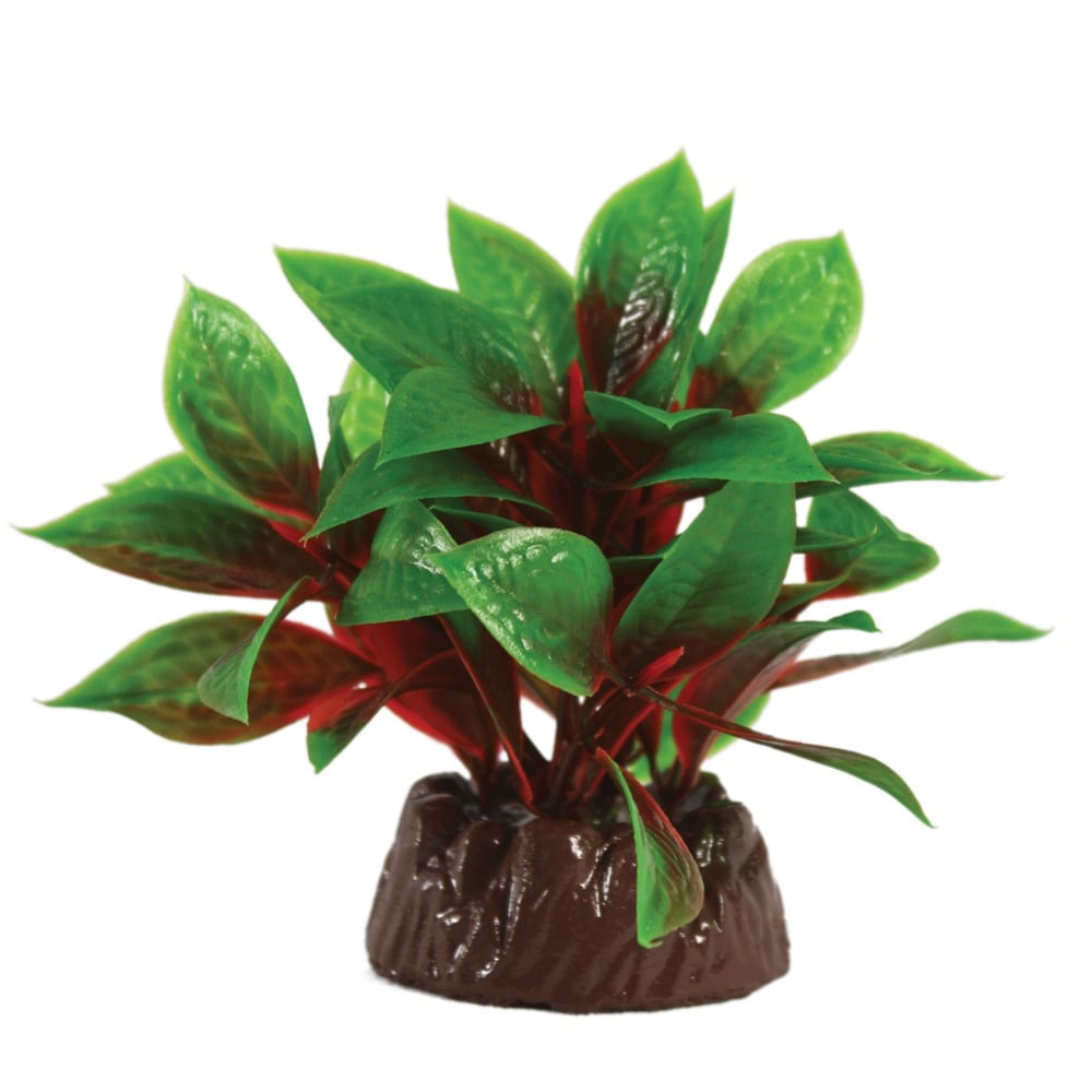 Bacopa Green / Red Plant 10cm