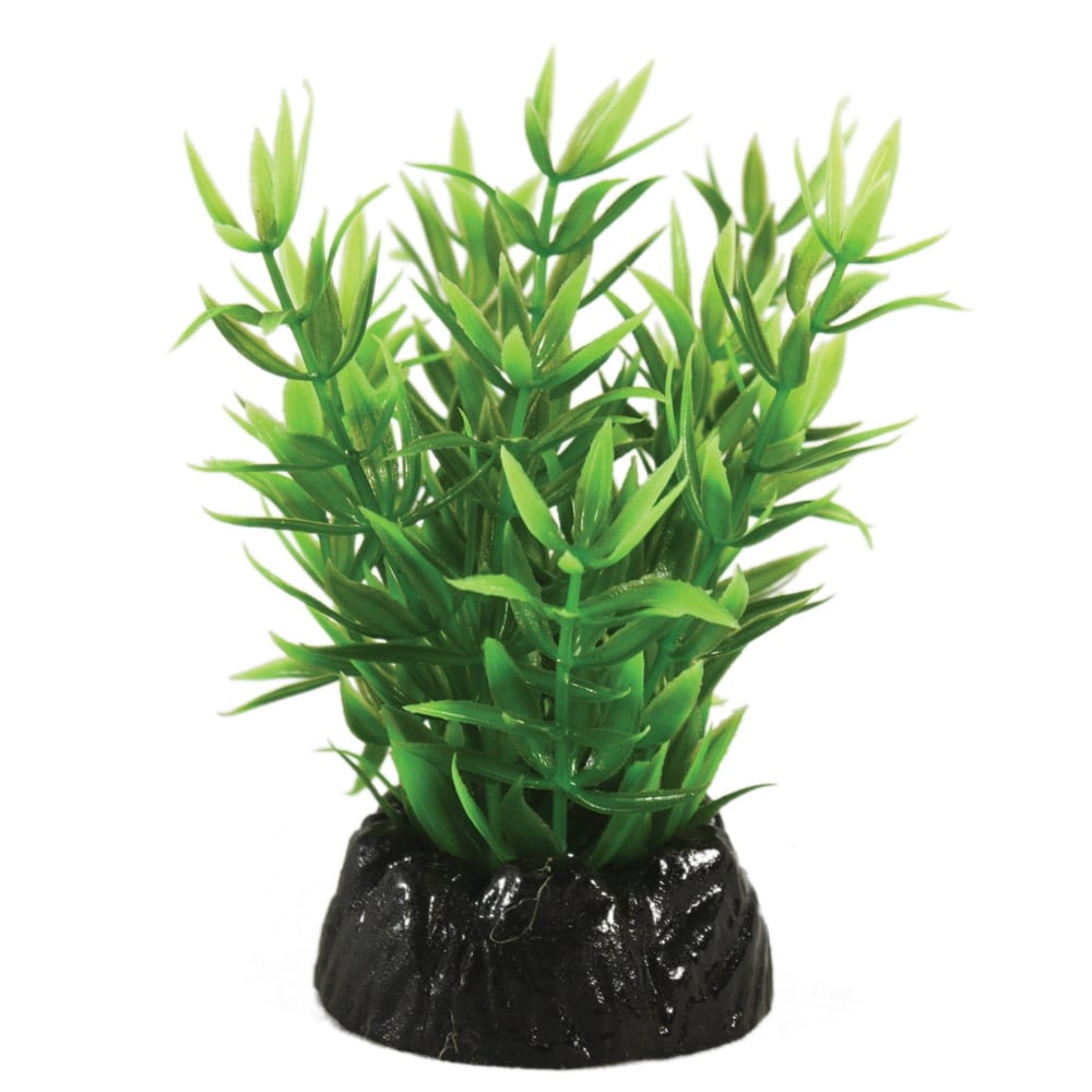 Lindernia Plant 10cm