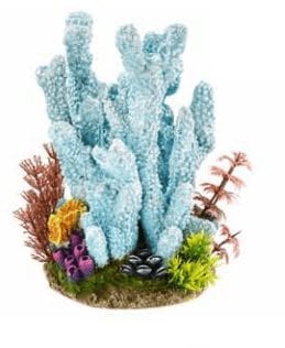 Blue Coral