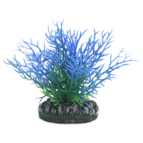 9cm Blue Fern Aquarium Plant
