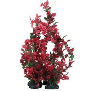 Rose Leaf Red / Green Plant