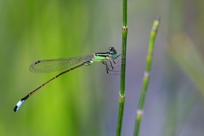 dragonfly resting on marginal pond plant equisetum