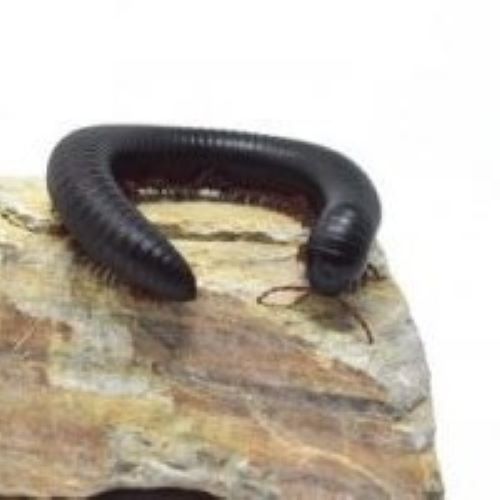 African Train Millipede