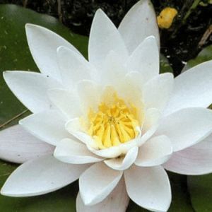 Alba Water Lily 4 Litre