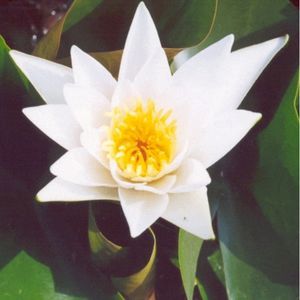 Albatross Water Lily 3 Litre