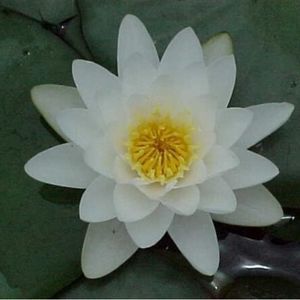 Albida Water Lily 4 Litre