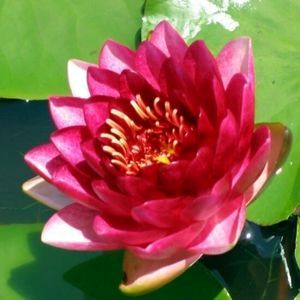Almost Black Water Lily 3 Litre