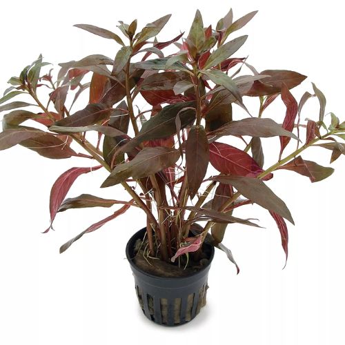 Alternanthera Reineckii Aquarium Plant