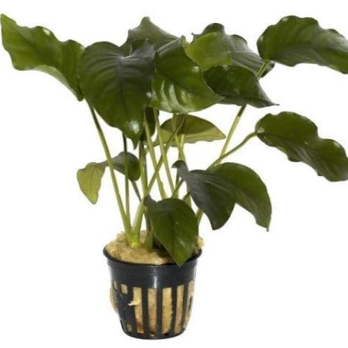 Anubias Barteri Aquarium Plant Pot