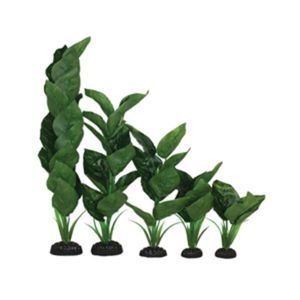 Anubias Green Silk Aquarium Plant