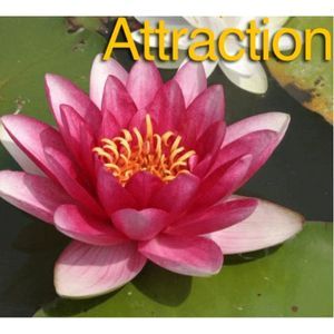 Attraction Water Lily 4 Litre