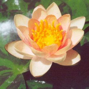 Aurora Dwarf Lily 2 Litre