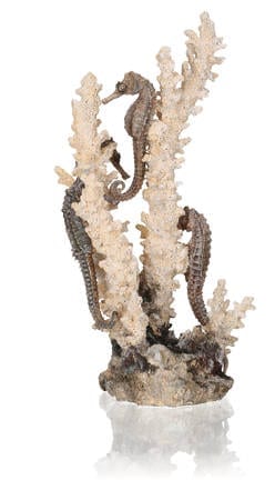 oase biorb aquarium seahorses on coral natural