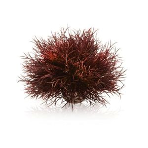 BiOrb Sea Lily Decoration Crimson