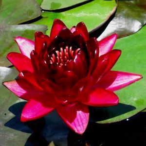 Black Princess Lily 3 Litre