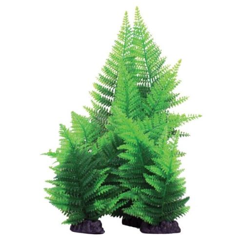 Broad Leaf Fern Green Aquarium Plant