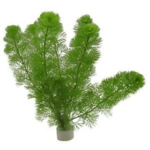 Cabomba Aquatica Bunch Aquarium Plant