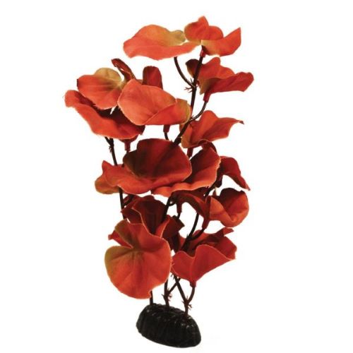 Cardamine Red Silk Plant