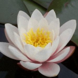 Carnea Water Lily