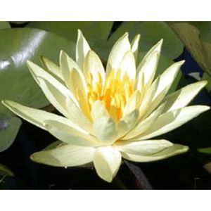 Colonel A.J Welch Water Lily 4 Litre