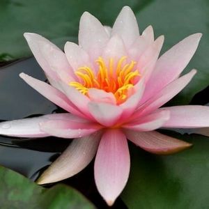 Colosea Pond Lily 4 Litre