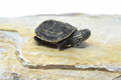 Reeves Turtle