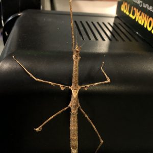 Zompro Stick Insect