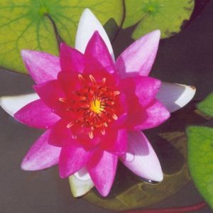 Ellisiana Dwarf Lily 2 Litre