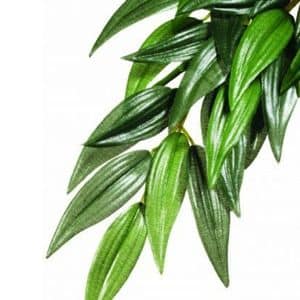 Exo Terra Ruscus Silk Plant