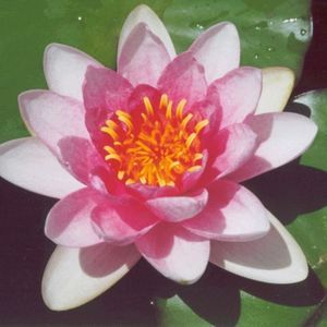 Fabiola Water Lily 4 Litre