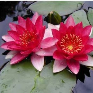 Froebeli Dwarf Lily 2 Litre