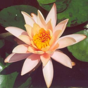 Georgia Peach Water Lily