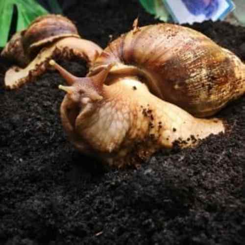 Giant African Land Snail
