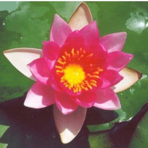 Gloriosa Water Lily 3 Litre