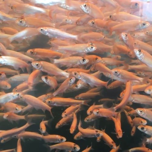 Golden Orfe 3-4"