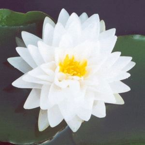 Gonnere Water Lily 3 Litre