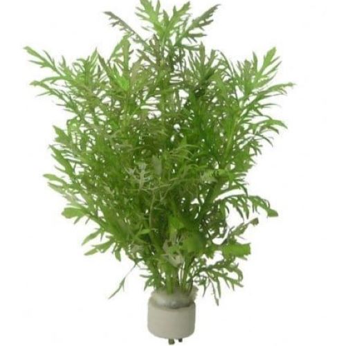 Hygrophila Difformis Bunched Plant