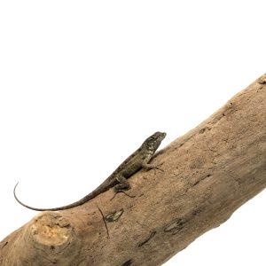 Bark Anole