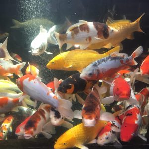 10-12" Selected Koi